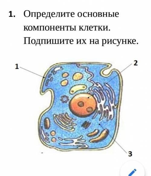 Определите основные компоненты клетки. Подпишите их на рисунке ​