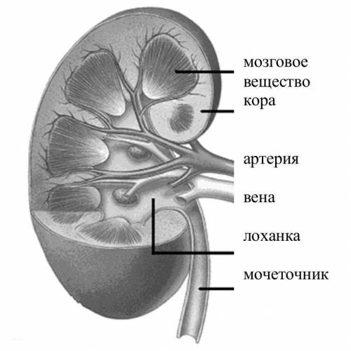Прочти текст об образовании мочи в почках и выполни задания! Функция почек фильтровать из крови нену