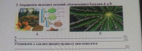 Установите к какому одному процессу относятся транспирация и листопад это соч​