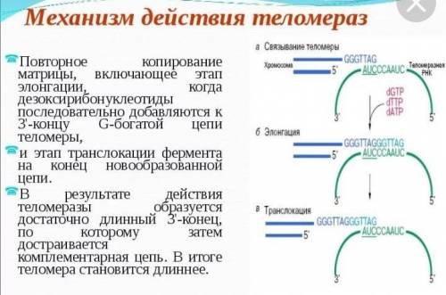 Схема, объясняющая принцип работы теломеразы рисунок диаграммы надо​