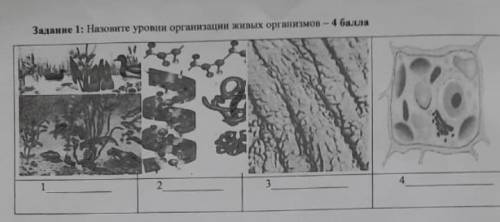 Назовите уровни организации живых организмов ​