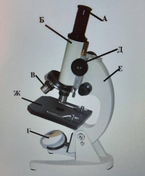 Рассмотрите изображение микроскопа. Что обозначено на рисунке буквами?​