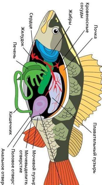 Где в организме окуня расположены основные органы выделительной системы? Каково её значение? ​