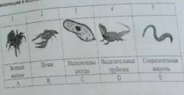 Установите соответствие между органами выделительной системы и позвоночными и беспозвоночными животн