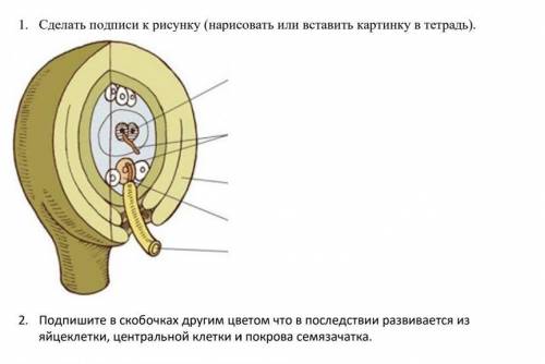 1. Сделать подписи к рисунку 2. Подпишите в скобочках другим цветом что в последствии развивается из