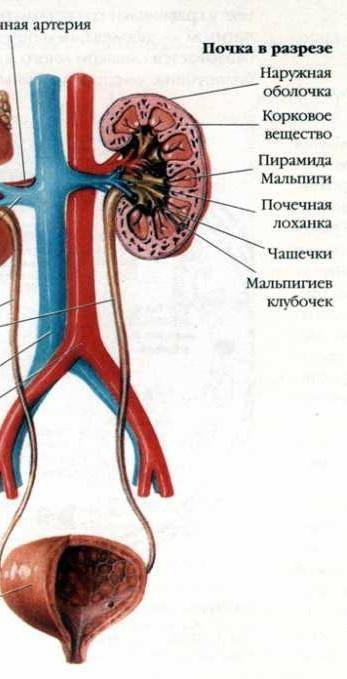 Нарисуйте мочевыделительную систему​