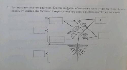 Рассмотрите рисунок растения. Какими цифрами обозначены части этого растения? К какому отделу относи