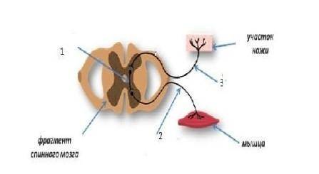 Ниже показана рефлекторная дуга.(а) Какой нейрон показан под цифрой 2? (b) Какую функцию выполняет д