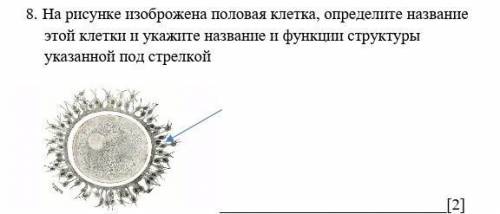 8. На рисунке изоброжена половая клетка, определите название этой клетки и укажите название и функци