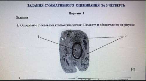 Определите 2 компонента клеток. назовите и обозначте их на рисунке​