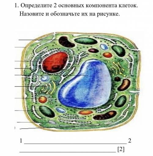 1. Определите 2 основных компонента клеток. Назовите и обозначьте их на рисунке. 1...2 соч, дам лудш