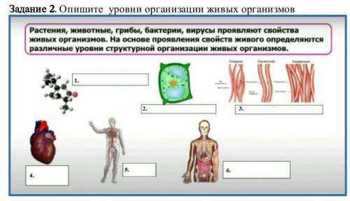 Опишите  уровни организации живых организмов                                         ​