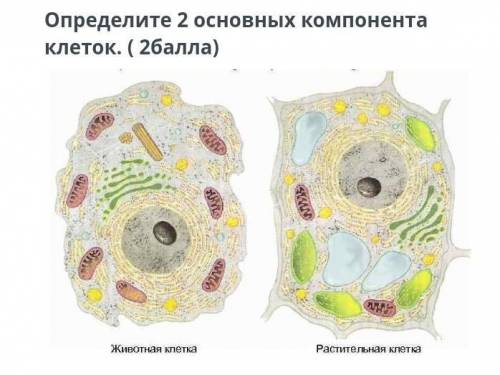 ЗАДАНИЕ №1 ТЕКСТ ЗАДАНИЯОпределите 2 основных компонента клеток. ￼​