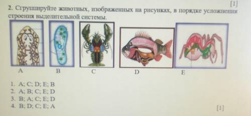 2. Сгрупируйте животных, изображенных на рисунках, в порядке усложнения строения Выделительной систе