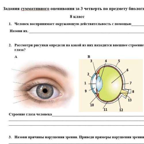 У меня СОЧ по биологии с 1,2,3! Дам только 12 просто у меня больше нету