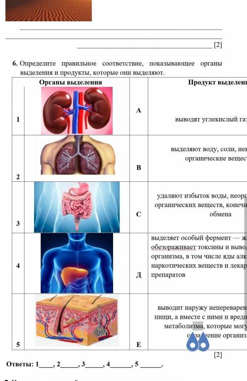 6. Определите правильное соответствие, показывающее органы выделения и продукты, которые они выделяю