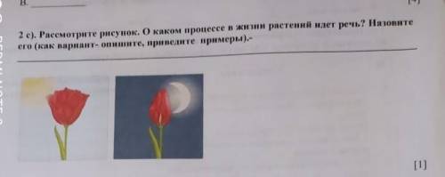 Рассмотрите рисунок О каком процессе растения идёт речь Назовите его (как вариант Опишите Приведите