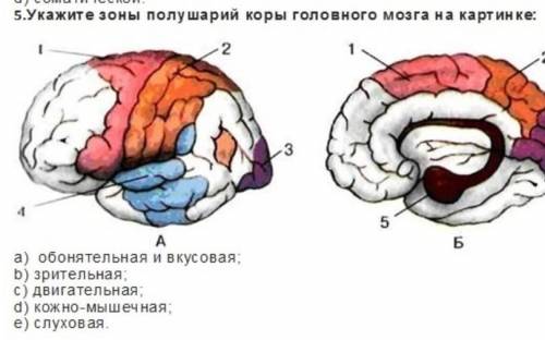 5.Укажите зоны полушарий коры головного мозга на картинке: 2подотделы1. симпатический2. парасимпатич