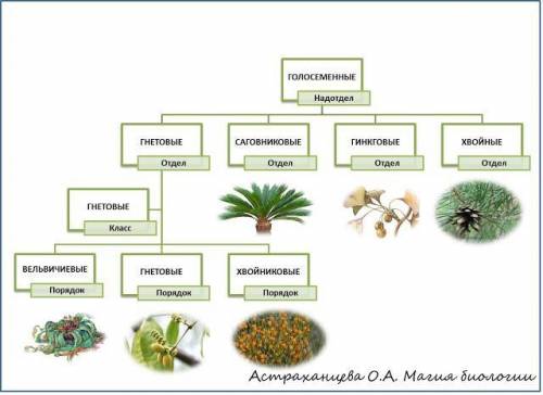 Отдел голосеменных(пересказ не длинный)​