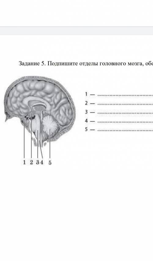 Подпишите отделы головного мозга, обозначенные на рисункецифрами.​