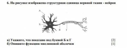 6. На рисунке изображена структурная единица нервной ткани - нейрон.​