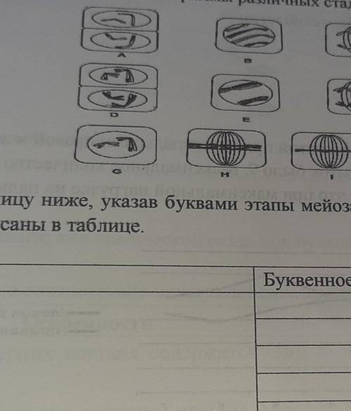 заполните таблицу ниже указав буквами этапы мейоза 1 в правильном порядке некоторые этапы уже написа