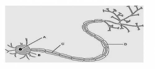 3. На рисунке изображена структурная единица нервной ткани - нейрон. А) Подпишите структуры нейрона