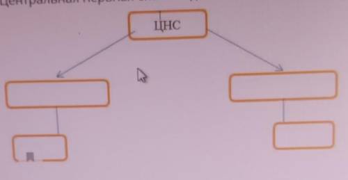 Центральная нервная система делится на два отдела. Дополните схему и дайте характеристику типам ЦНС