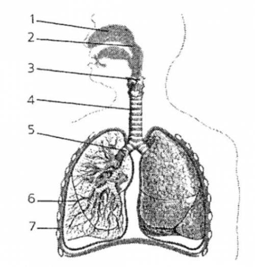 Задание 1: Подписать по номерам от 1 до 7 1 2 3 4 рисунку воздухоносные пути дыхательной системы чел