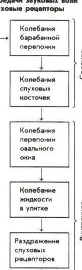 Укажите правильную последовательность преобразования звуковых колебаний в нервные импульсы расставьт