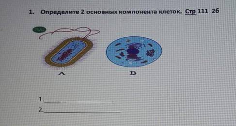 Определите две основных компонента клеток​