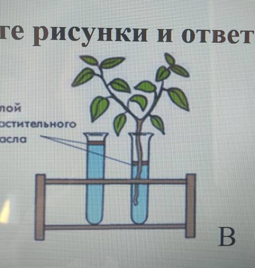 Задание 1- Б. Рассмотрите рисунки и ответьте на вопросы. 1)С какой целью былипоставлены опыты на рис