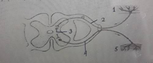 Сделайте подписки к рисунку , дайте характиристику участкам рефлекторной дуги​