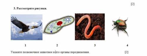 Хелп Укажите позвоночное животное и его органы передвижения.