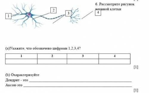 6. Рассмотрите рисунок нервной клетки(а)Укажите, что обозначено цифрами 1,2,3,4?1234(6) Охарактеризу