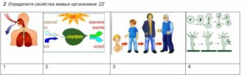 Определите свойства живых организмов. ?:)