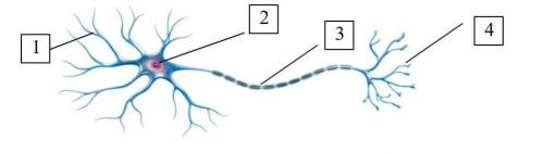 Рассмотрите рисунок нервной клетки из(а)Укажите, что обозначено цифрами 1,2,3,4?​