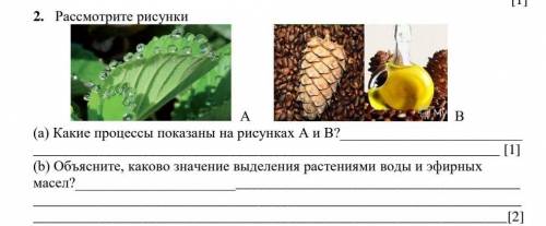 Рассмотрите рисунки А В (а) Какие процессы показаны на рисунках А и В? [1](b) Объясните, каково знач