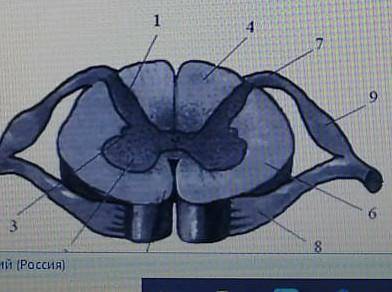 Подпишите части спинного мозга ​