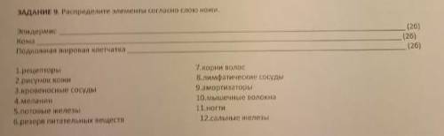 Распределите элементы согласно слою кожи: эпидермис, кожа, подкожная жировая клетчатка ​