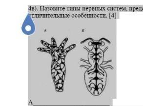 4в). Назовите типы нервных систем, представленные на рисунке. Назовите их отличительные особенности.