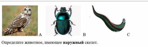   4. На рисунке представлены животные с различными типами скелета. А     В    СОпределите животное,