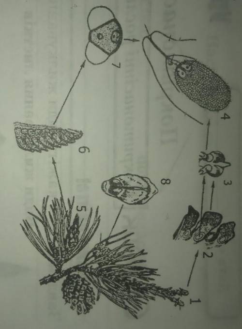 Розгляньте схему життєвогоциклу голонасінних. Розшифруйте позначення.​