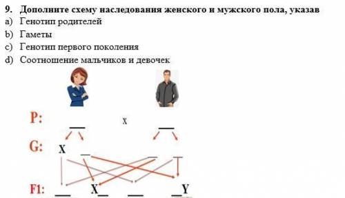 9. Дополните схему наследования женского и мужского пола, указав a) Генотип родителей b) Гаметы c) Г