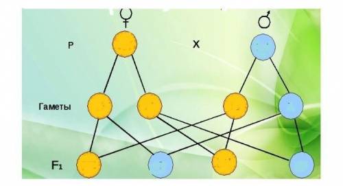 Рассмотрите схему определения пола человека.    Определите: А) Генотип родителей                    