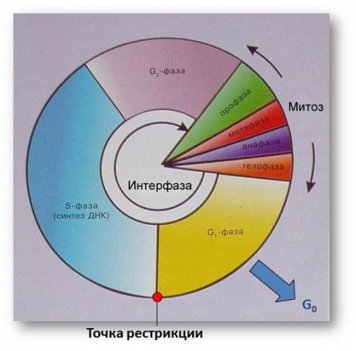 В диаграмме указана схема клеточного цикла. Как называют S-фазу и что здесь происходит? Дайте опреде