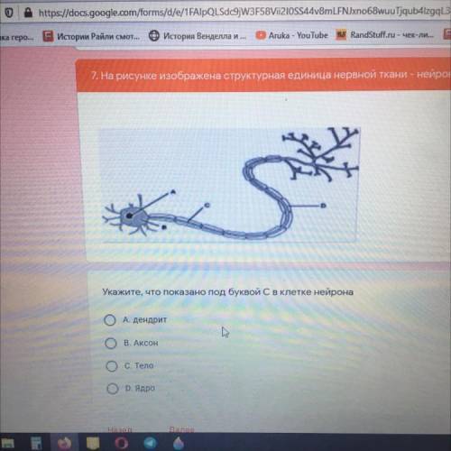 7. На рисунке изображена структурная единица нервной ткани - нейрон. Укажите, что показано под букво