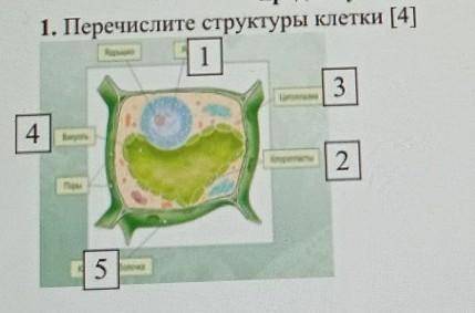 1. Перечислите структуры клетки [4] через 5 минут звонок ​