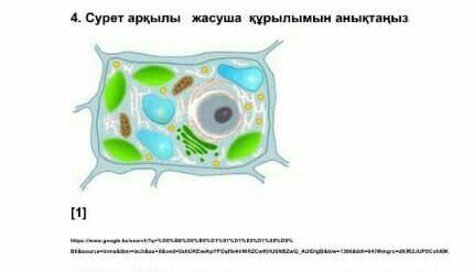 Осы жасуша қалай аталады?​