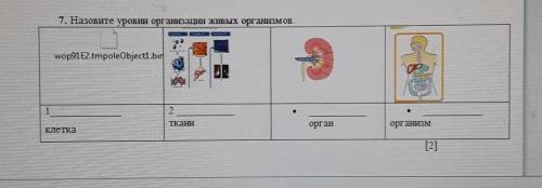 7. Назовите уровни организации живых организмов. wop91E2.tmpoleObjecti.binE1ТКЕНДІорганорганизмКЛЕТК